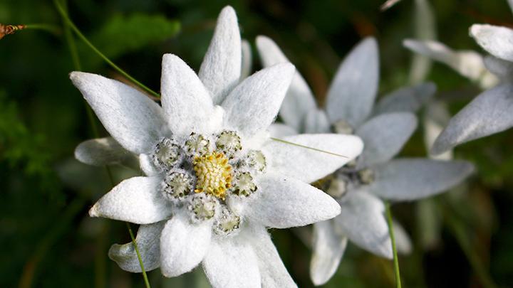 Edelweiss