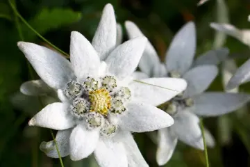 Edelweiss: The Everlasting Flower Symbolizing Eternity